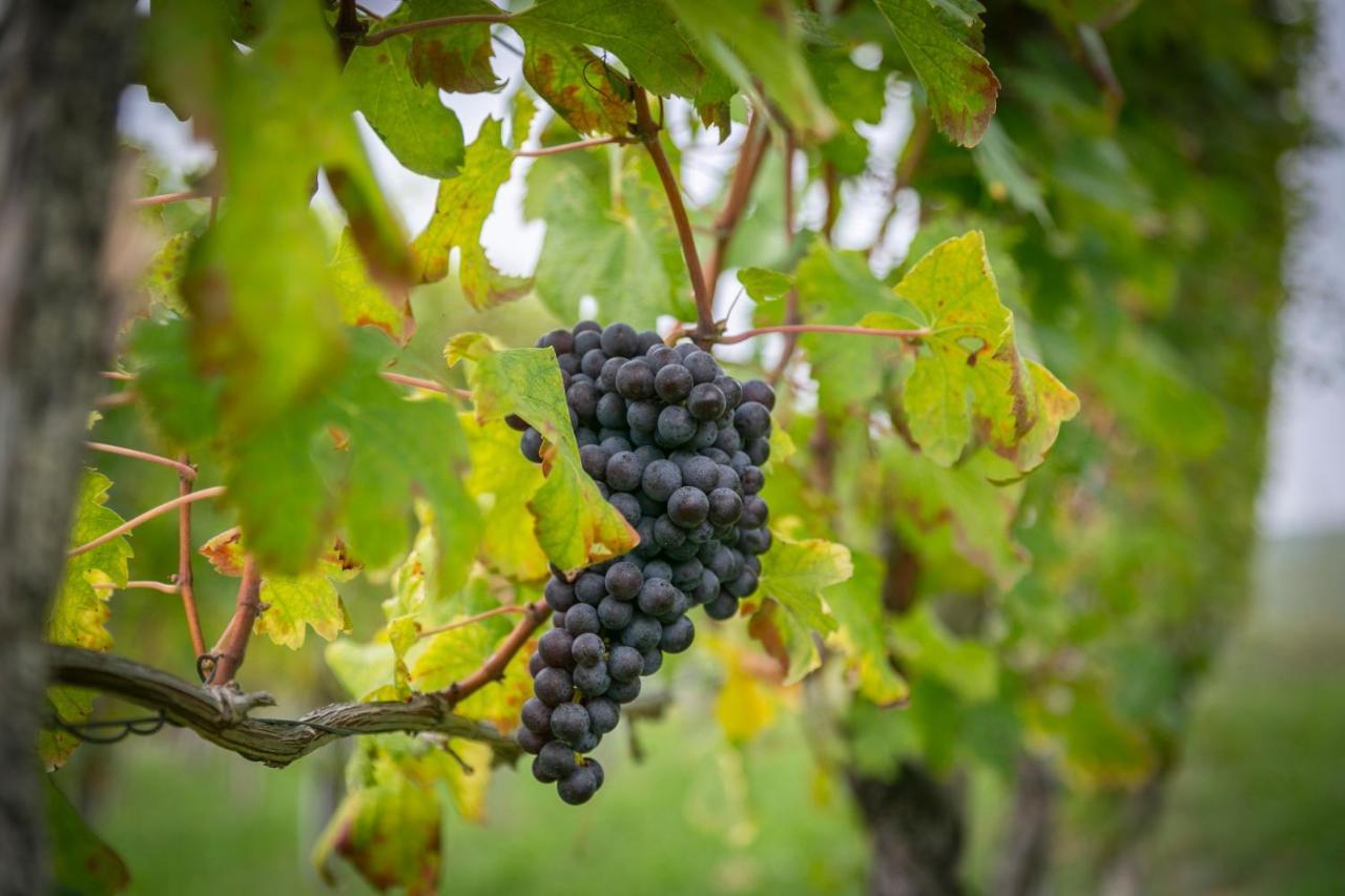 Ca Trifolera Barbaresco - Romantico Cascinale Con Antica Cantina Nel Cuore Delle Langhe - Degustazione Vini Nella Nostra Cantina Exterior foto